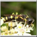 Ectemnius continuus - Grabwespe 06 10mm.jpg